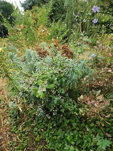 Myrtille euphorbe