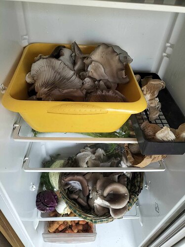 frigo solidaire 2
