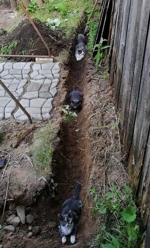 sauts de chat