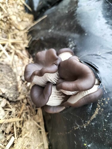 pleurotes 5
